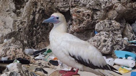 Almost All Seabirds Are Eating Plastic › News In Science Abc Science
