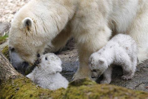 In Pictures Polar Bear Cubs Make Their Debut The Globe And Mail