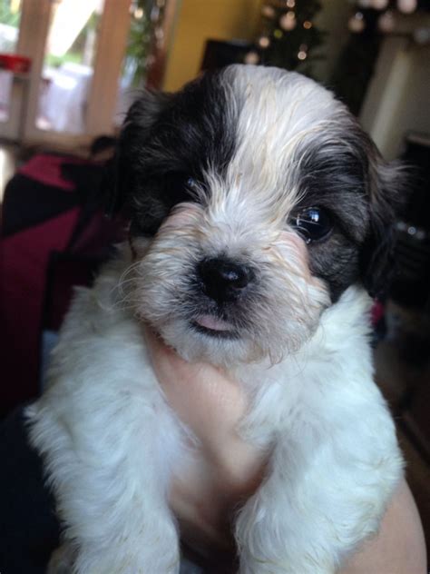This adorable shichon pup is sure to melt your heart the second you see him. Shichon Puppies | Birmingham, West Midlands | Pets4Homes