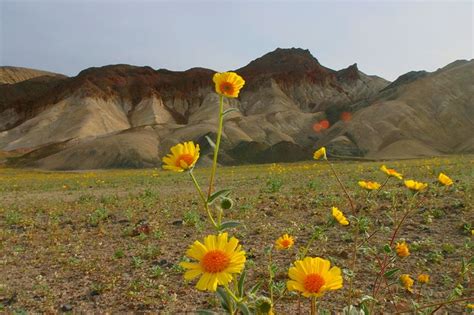 Besides warm and sunny days, the possibility of spring wildflowersis a big attraction. File:Death valley flowers 1.jpg - Wikimedia Commons