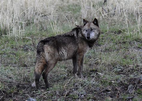 Gray Wolf Canis Lupus Irremotus Near Soda Butte Yellowston Flickr