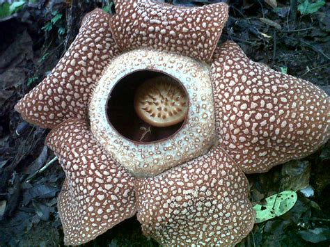 Bunga Rafflesia Arnoldi Melindungi Diri Dengan Cara Misterdudu Com