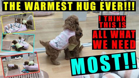Twinny Doggo Hug Wrestling So Funny Moment Gadj Youtube