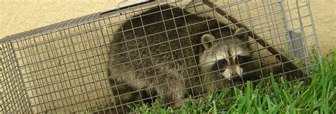 Will Homeowners Insurance Pay For Raccoon Damage