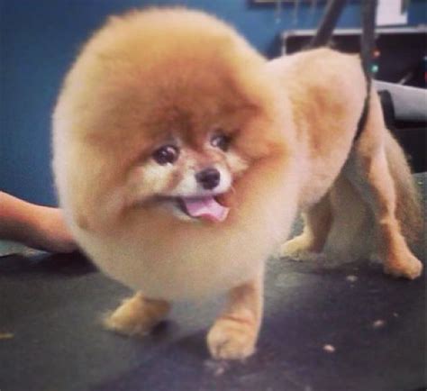 Chelsea The Pomeranian Sporting A Modified Lion Cut Done By Ms Britt
