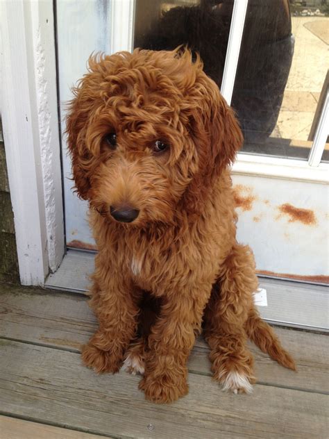 The Sweetest Goldendoodle Goldendoodle Cute Dogs Goldendoodle Puppy