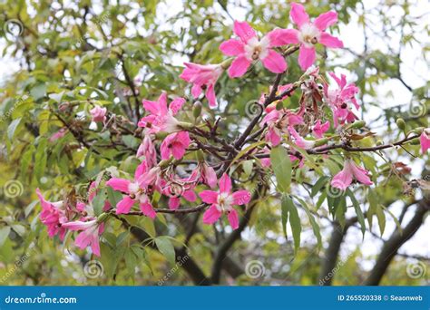 Pink Large Flowers Chorisia Or Ceiba Speciosa Growing On A Tree Stock