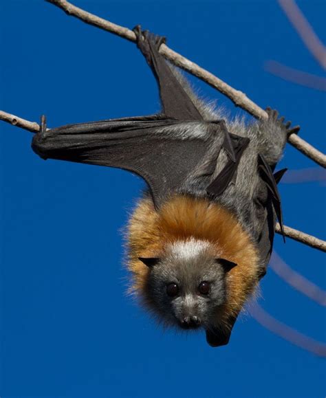 Grey-Headed Flying Fox | Fox bat, Fox facts, Fox