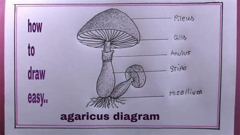 How To Draw Agaricus Easy Draw Agaricus Diagram Easily Youtube