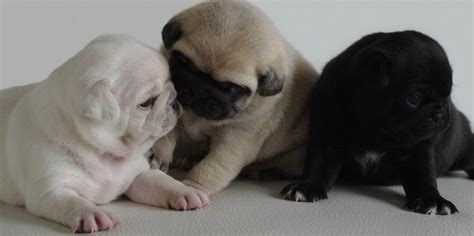 Cute Black Fawn And White Pug Puppies Black Pug Puppies Pug Puppy Pug