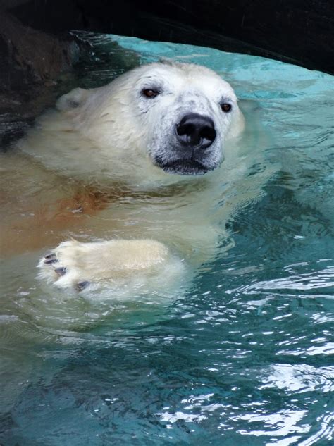 Stu The Zoo In Focus Polar Bear