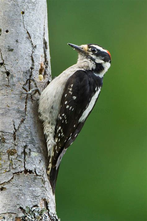 The Hairy Woodpecker - A Fascinating Specimen - Smoky Bear Ranch