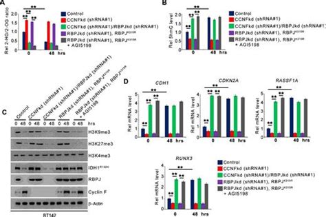 Cyclin F Dependent Degradation Of Rbpj Inhibits Idh1r132h Mediated