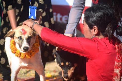 Kukur Tihar The Festival Of Dogs Being Celebrated With Photos