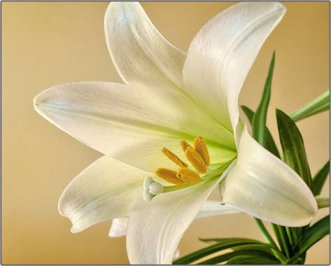 Easter Lily History Meaning Of Easter Lilies Flowers Petal Talk