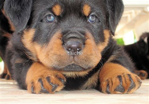 Cute Rottweiler Puppy With Blue Eyes By Taiche Redbubble