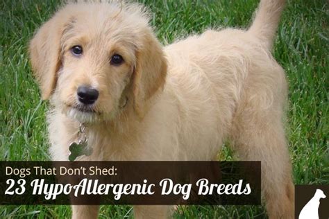 These smarties love to jump, play, and. Goodbye Hair! 23 Dogs That Don't Shed: Hypoallergenic Dog ...