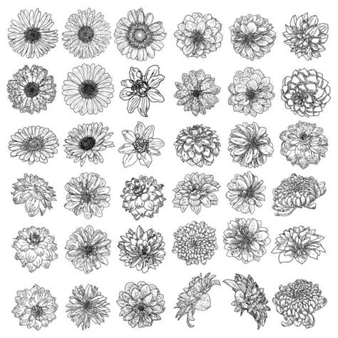 Download Best Silhouette Of A Zinnia Flowers Illustrations, Royalty ...