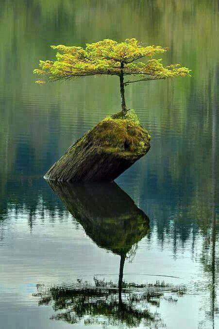 Life Will Always Find A Way Amazing Nature Beautiful Places