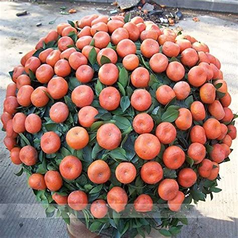 Orangeambizu Small Potted Edible Orange Bonsai Organic