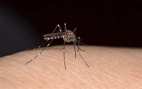 Health Ministry Announces Third Death In West Nile Fever Outbreak The