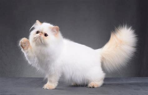 The best cat hair clippers. Best Trimmer for Persian Cat Hair | LoveToKnow