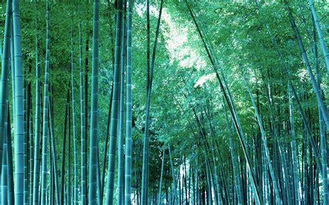 Bamboo Wallpaper A5 Hd Desktop Wallpapers 4k Hd