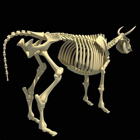 Cow Skeleton 3d Model By 3d Horse