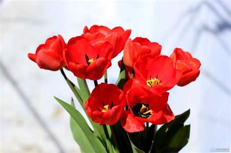 Cuál Es El Significado Del Tulipán Rojo Tulipanes Rojos Tulipanes