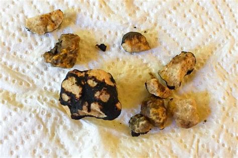 We are located minutes from downtown redmond. Training Truffle Hunting Dogs | Central Oregon Pets | Bend ...