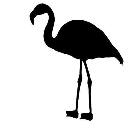 Flamingo Bird Silhouette Clipart Free Stock Photo Public