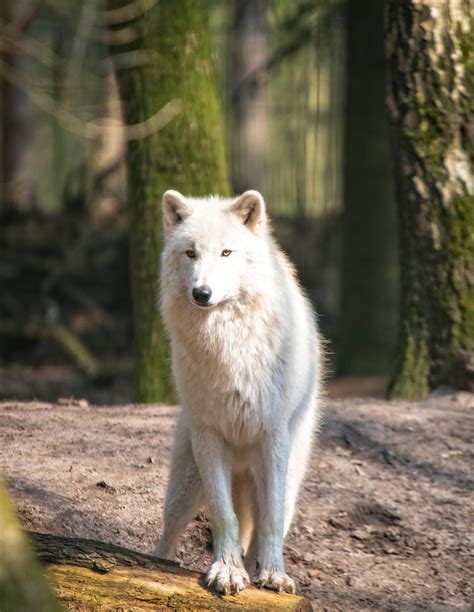 White Wolf By Vargson On Deviantart