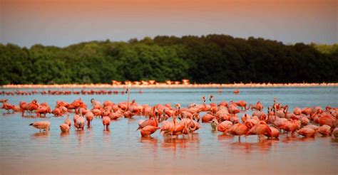 Playa Del Carmen Canc N Rio Lagartos Las Coloradas Tour Getyourguide