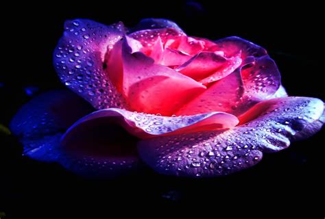 Rose Full Hd Wallpaper And Background 1920x1300 Id115774