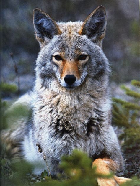 Coyote Canis Latrans 코요테 Portrait Display Full Image