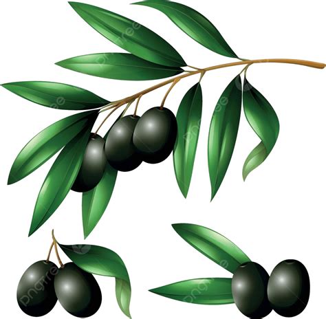 Black Olives On The Branch Leaves Illustration Fresh Vector Leaves