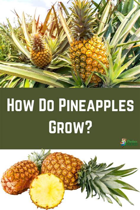 How Do Pineapples Grow The Produce Nerd