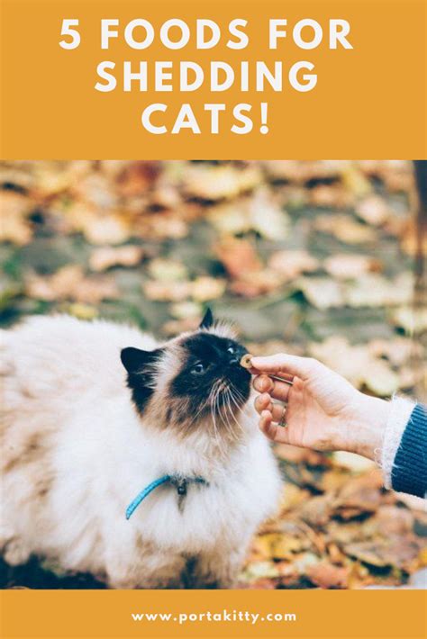 I took her to the vet who told me that excessive shedding can be because of her review of the best cat food for shedding. The Best Foods for Shedding Cats! in 2020 | Cat in heat ...