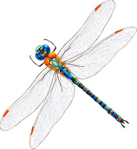 Flydragonflyinvertebrate Png Clipart Royalty Free Svg Png