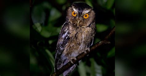 Javan Scops Owl Otus Angelinae By Lars Petersson The Owl Pages