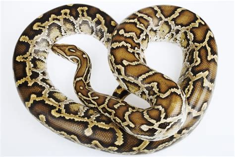 Burmese Python Snake Facts