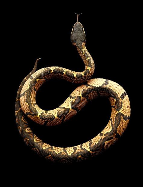 Bushmaster Snake Snake Art Reptiles And Amphibians