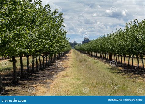 Hazelnut Filbert Trees In An Orchard In The Willamette Valley Stock
