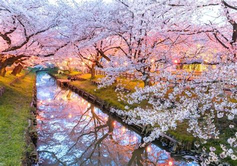 How To Plan A Cherry Blossoms Trip To Japan Mapping Megan