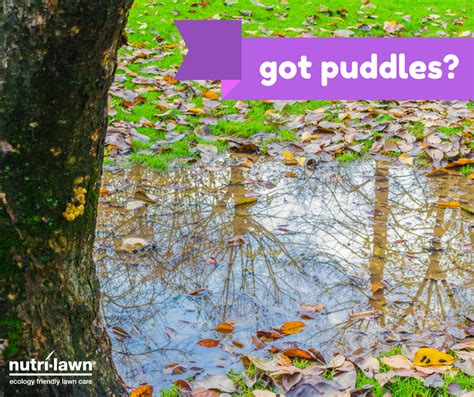 Why do pond fish die after heavy rainfall? Puddles that remain after heavy rain are a good indication ...