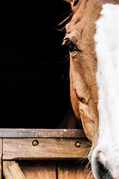The 12 Best Horse Photography Tips And Tricks Contrastly