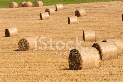 Straw Bales Stock Photo Royalty Free Freeimages