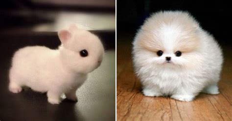 32 Cute Animals That Will Make Your Heart Explode From