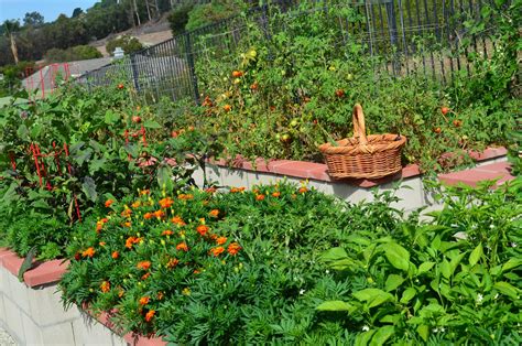 1,888 likes · 11 talking about this. Entertaining From an Ethnic Indian Kitchen: Kitchen garden ...