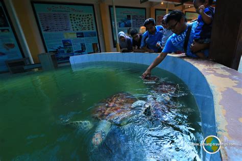 A lot of people including the penangites aren't really aware that there is a small aquarium located in batu maung, penang island. Penang Aquarium (Akuarium Tunku Abdul Rahman), Batu Maung